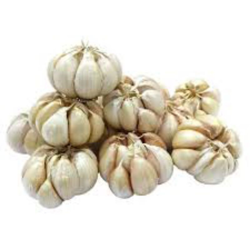 

bawang putih sinco