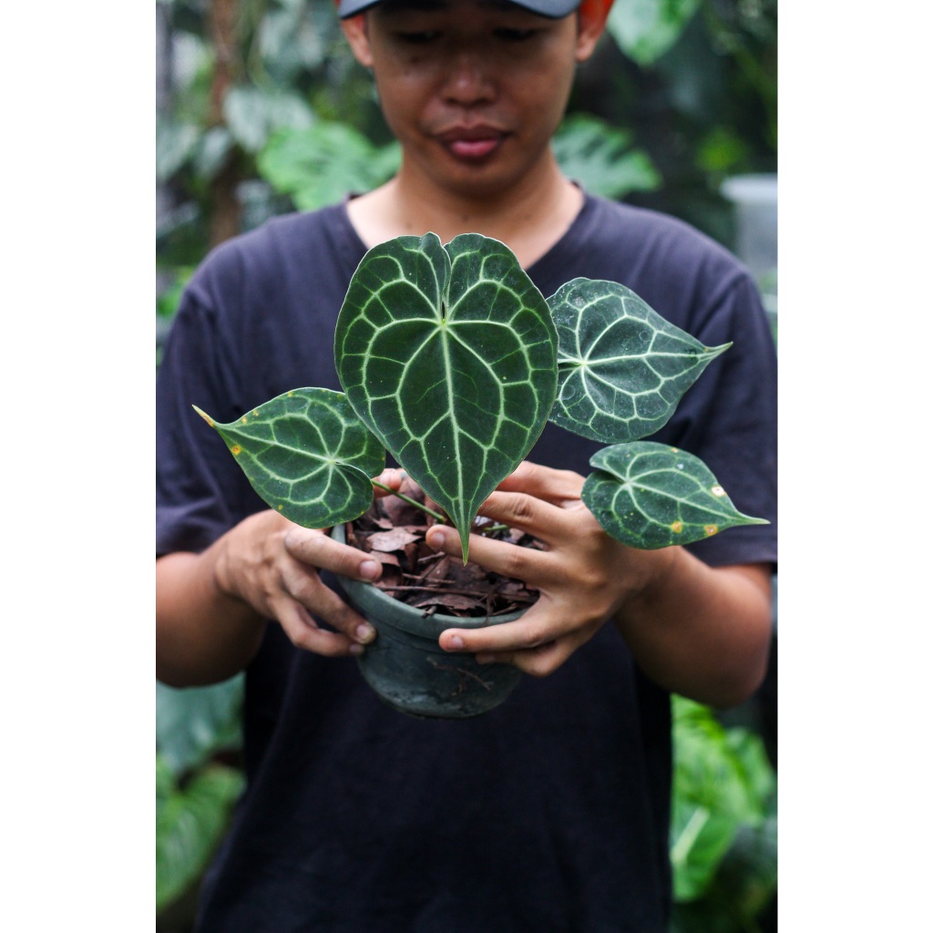 Anthurium Clarinervium Pagoda Tanaman Hias Ekonomis