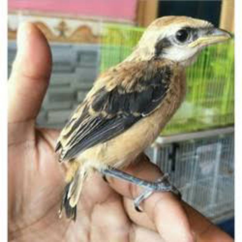 burung-cendet/pentet-anakan-mandiri-sehat-mulus