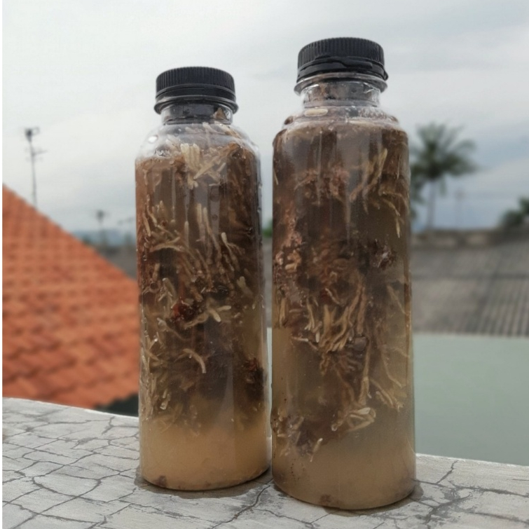 Spora bibit biang jamur JAKABA pupuk organik