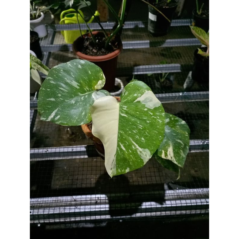 monstera monthai