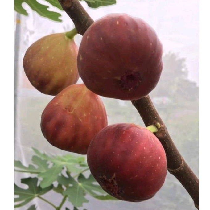 ID BIBIT TIN / BIBIT BUAH TIN SUPER JUMBO SUJU MANIS CEPAT BERBUAH