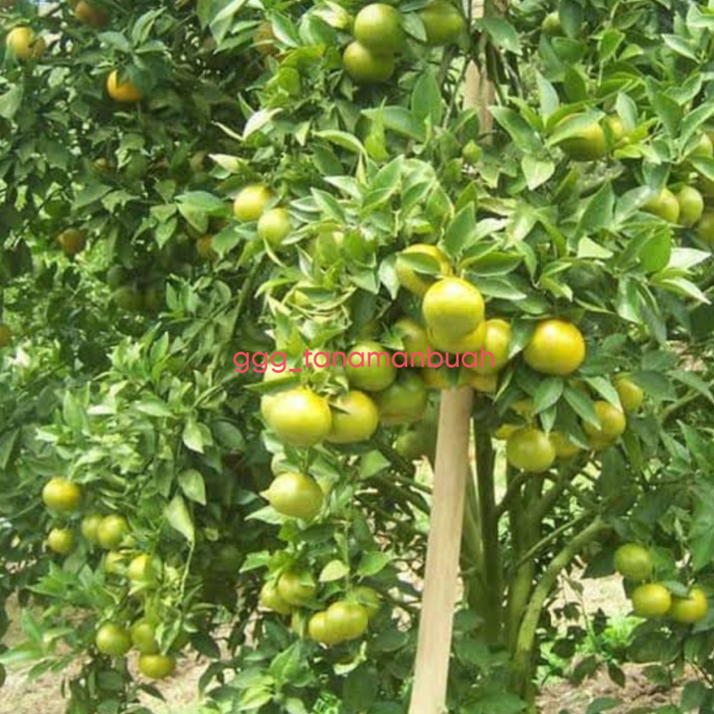 Bibit Jeruk Siam Madu Sudah Berbuah Super Spesial