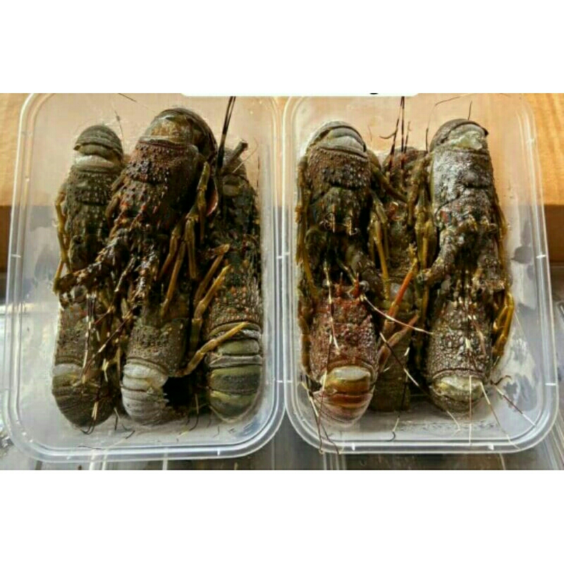 

Lobster Box Termurah