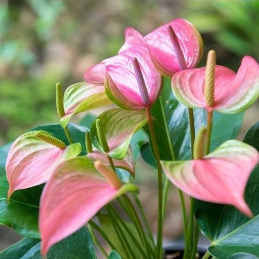 Siap Berbunga Bibit Anthurium Miky Bunga Merah - Anthurium Pink - Anthurium Presiden