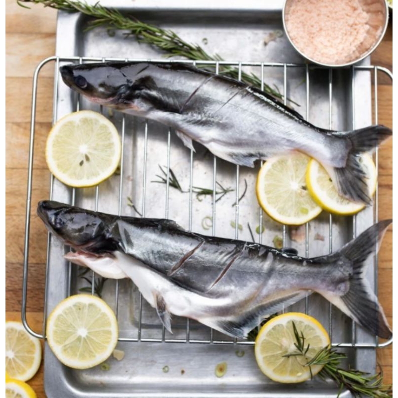 

IKAN PATIN SEGAR 1 KG ISI 2-3 EKOR