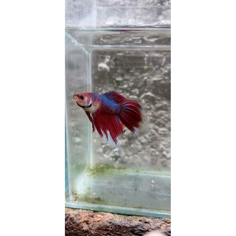 Ikan Cupang Veiltail Fancy Red blue