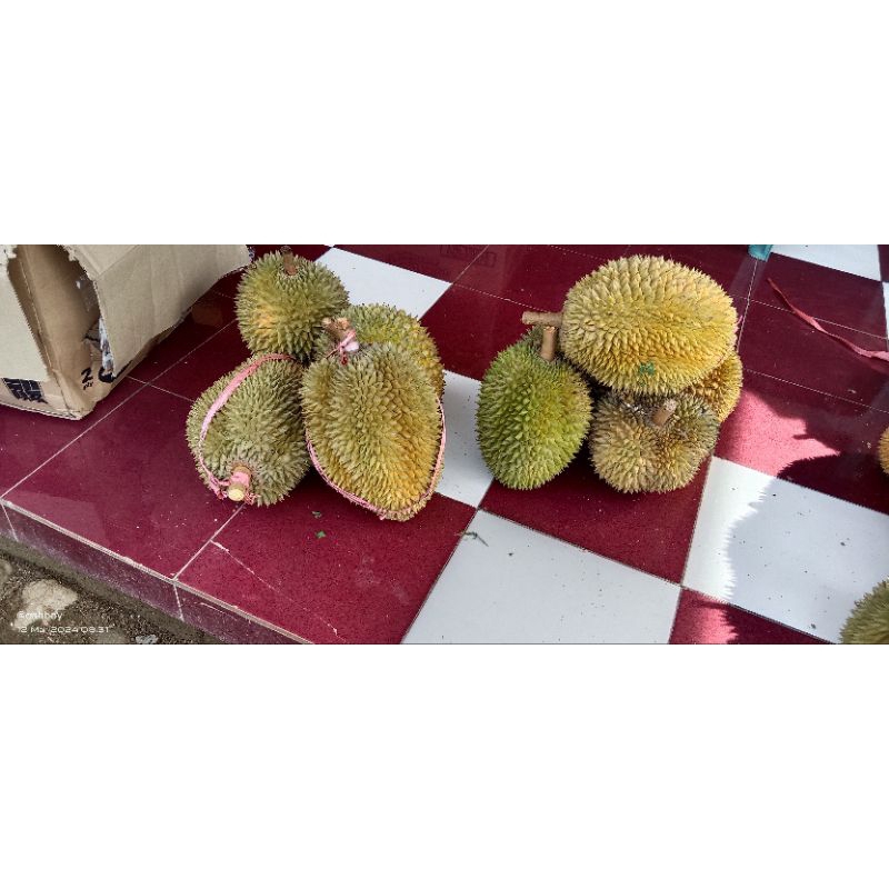 

durian lokal Trenggalek