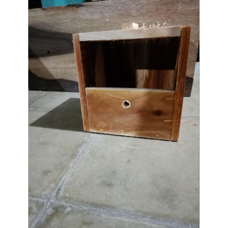 Glodok burung emprit golden finch