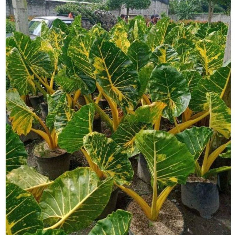 ASLI Sente Golden Guinea - Ukuran 50-70 Cm Daun 4-5