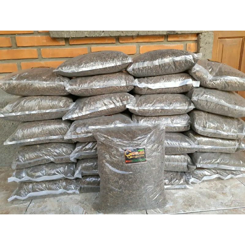 MEDIA TANAM KHUSUS AGLAONEMA