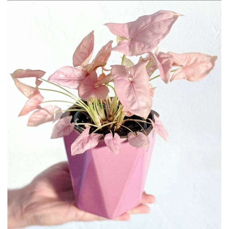 Syngonium Neon Robusta-Tanaman Hias Syngonium Neon Pink Robusta 4-6 Daun