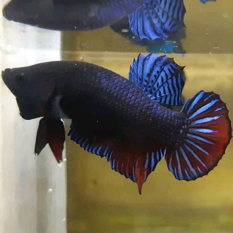 Ikan Cupang Aduan Fighter MDS Medan Super Original Rawatan Siap Tempur