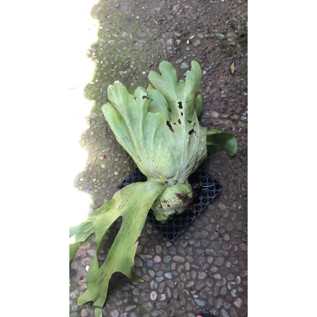 Platycerium Grande Sulawesi ekonomis cabutan / simbar sulawesi murah ekonomis big size (50 cm)