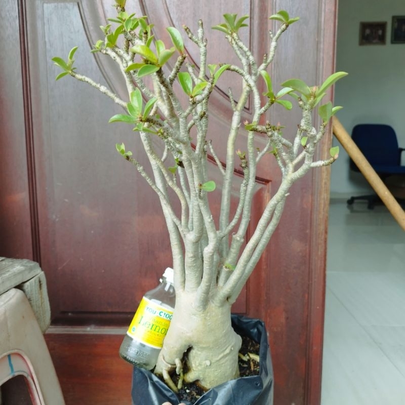 Adenium Arabicum RCN