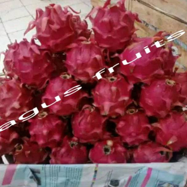 

BJG732 STAR BUAH NAGA MERAH MANIS 1KG