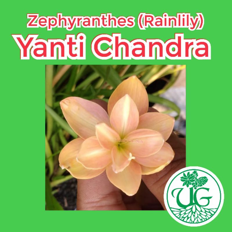 Umbi zephyranthes Yanti Chandra( zephyranthes / Rain lily )