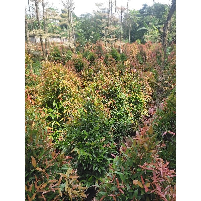 pohon pucuk merah tinggi 1 meter rimbun