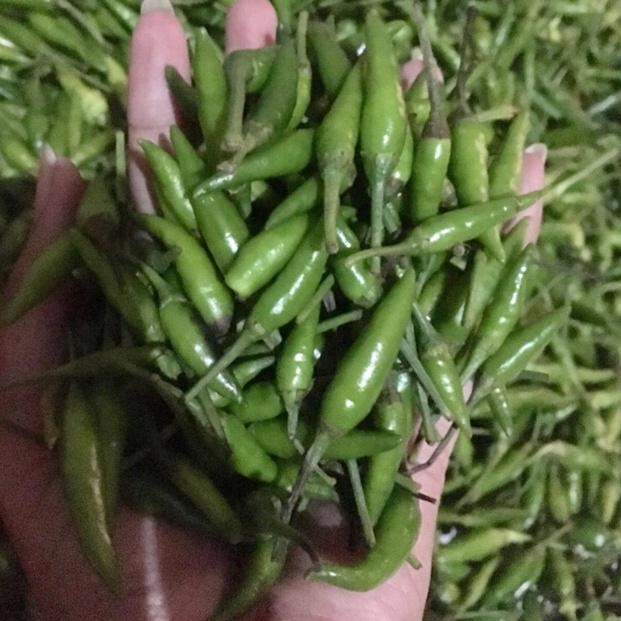 

JLG618 77 Cabe Rawit Ijo