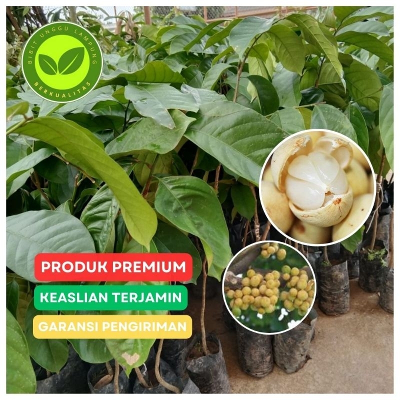 bibit duku Komering ulu buahnya manis tanaman hasil okulasi super unggul