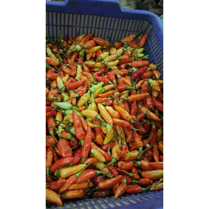 

Cabe Rawit Segar (500g) Fresh Stiap Hari