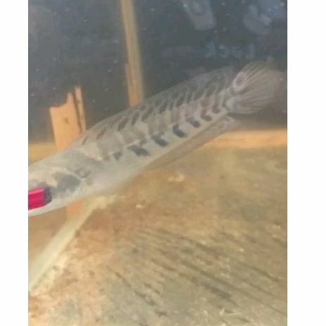 maru Riau simet" jos