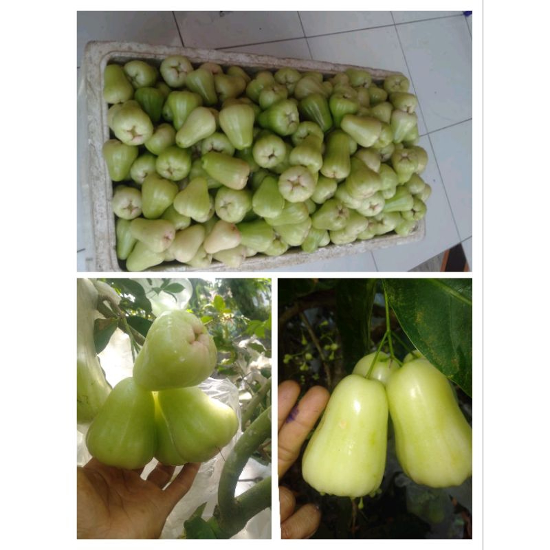 

Jambu air madu