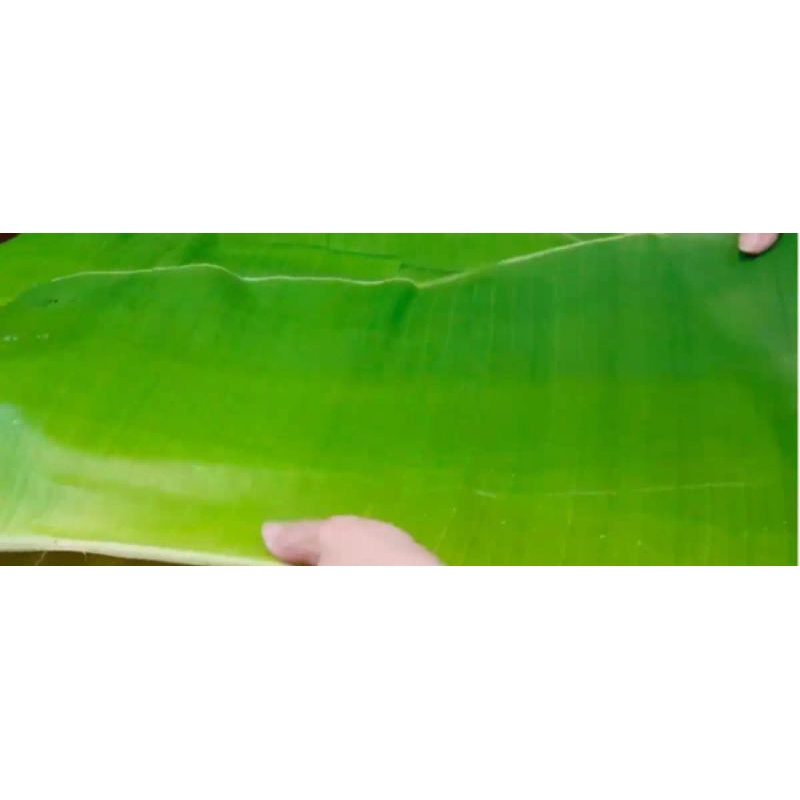

Daun Pisang Kepok