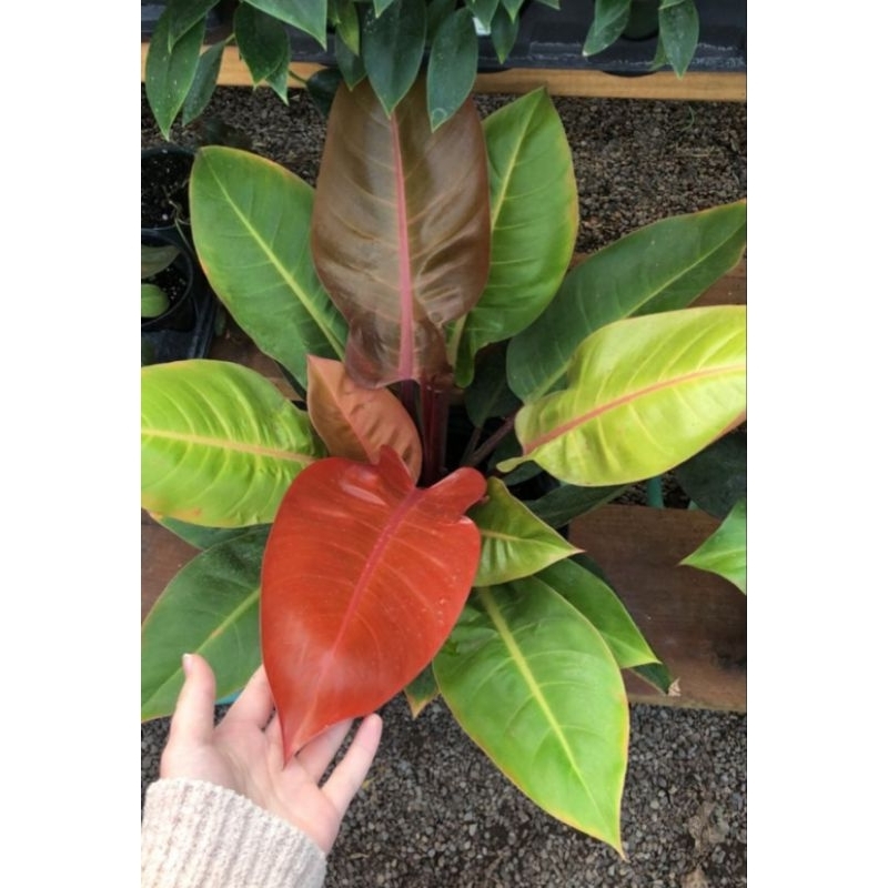 Bisa COD Philo Dendron Sunred Tanaman Hias Philo Dendron Sunred Tanaman Hias Philo Perawatan Mudah B