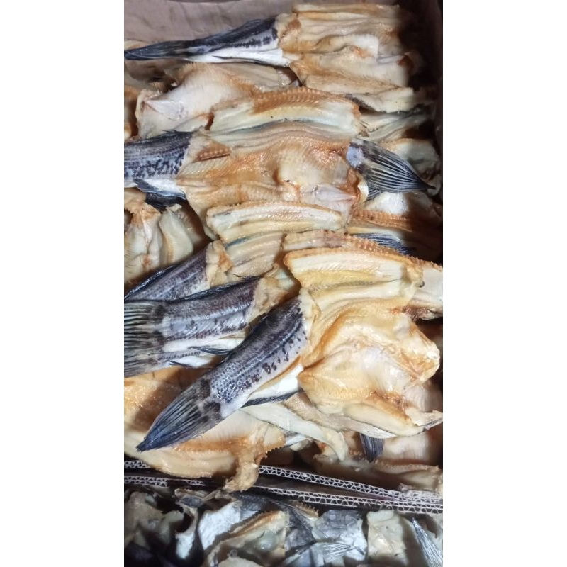 

Ikan gabus sedang