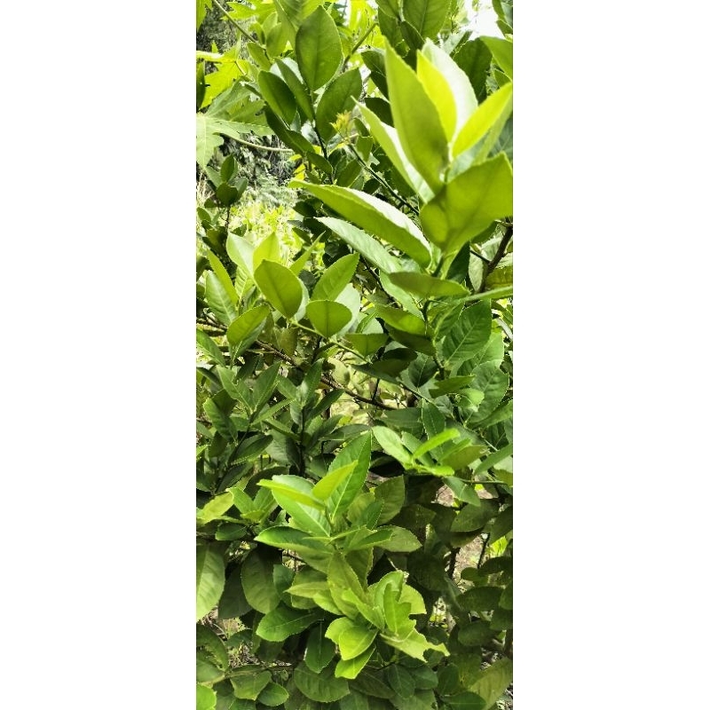 

daun jeruk lemon