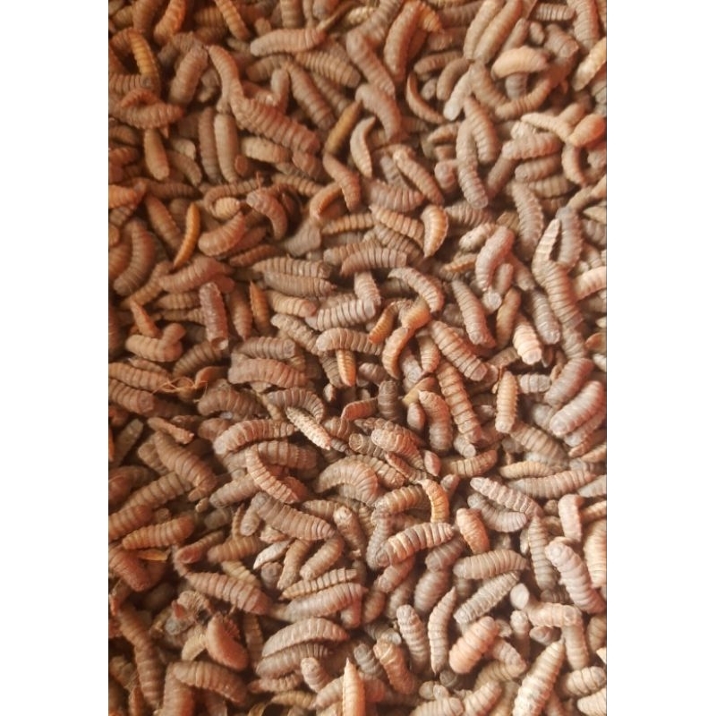 PREPUPA MAGGOT BSF 1kg