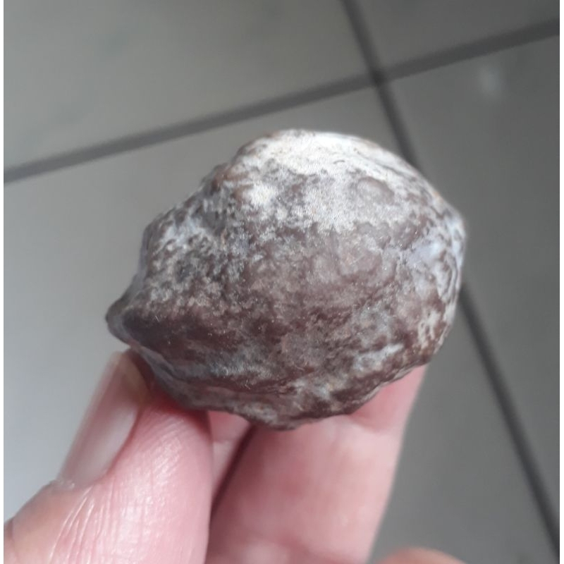 Kemiri Adu Muncang Adu Jayanti Entog Urgen Full Tua