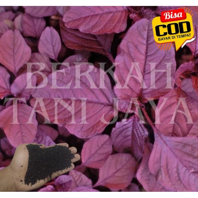 benih bayam merah 1kg