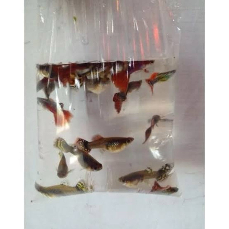 

gambo, guppy terviral, (minimal pembelian di atas 5 ekor!)