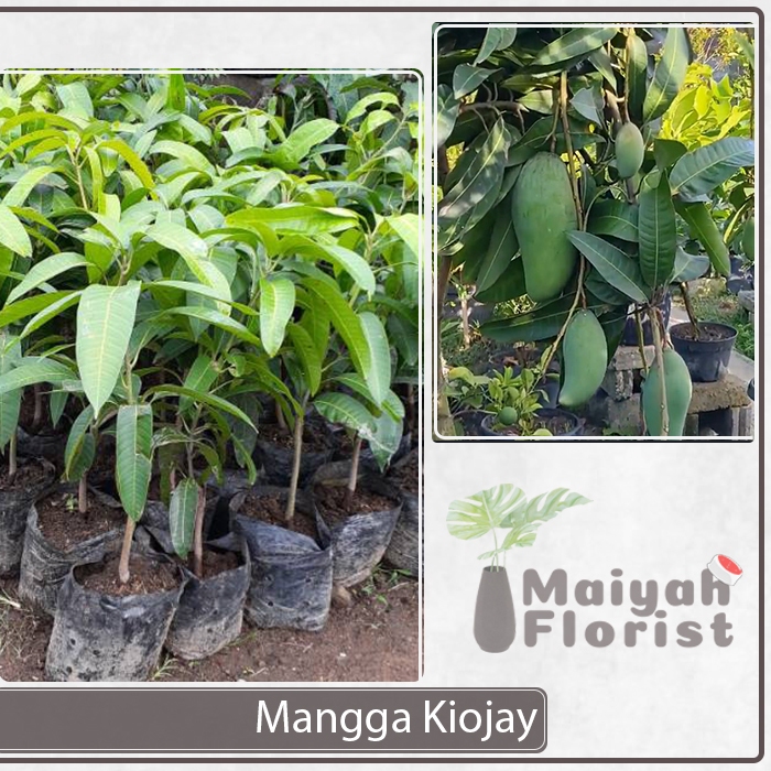 Bibit Tanaman Buah Mangga Kiojay - Mangifera Indica Kiojay - Mangga Thailand