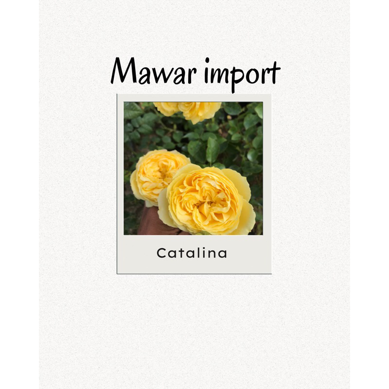 Mawar Import CATALINA Bunga Besar Wangi