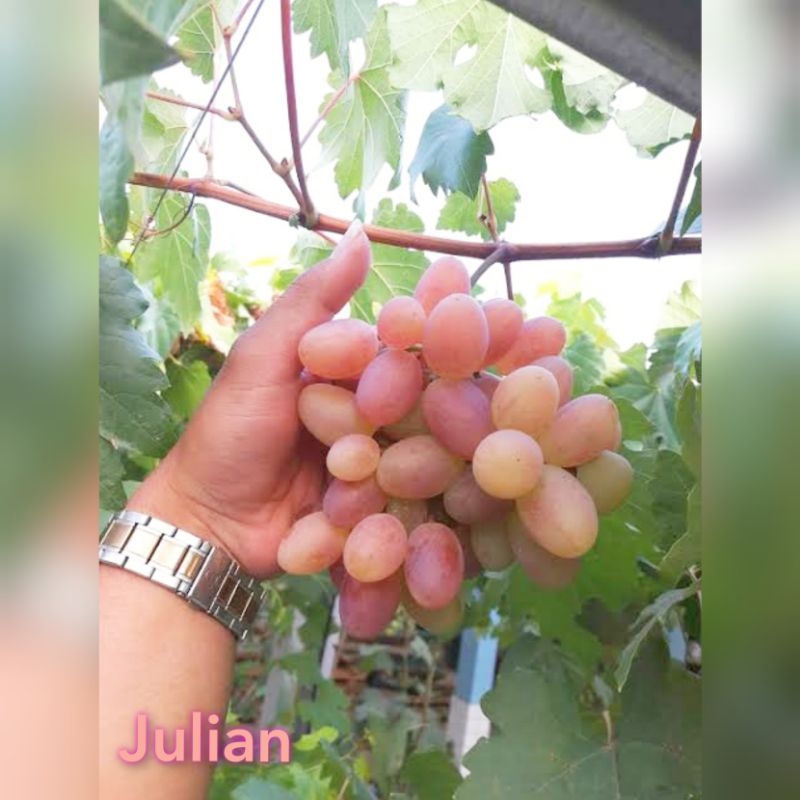 Bibit Anggur Import Julian Valid Bergaransi