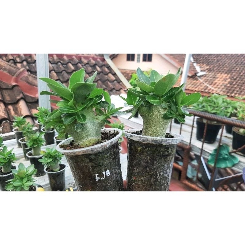 Seed/biji/benih Adenium Arabicum Hybrid IMPORT Thailand isi 11biji