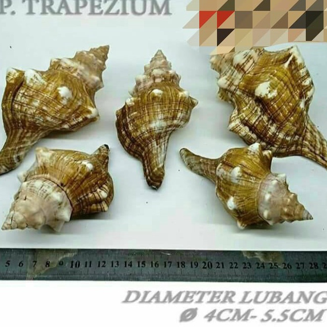 Promo Terbaru P Trapezium besar cangkang shell rumah kelomang keong umang kumang natural asli