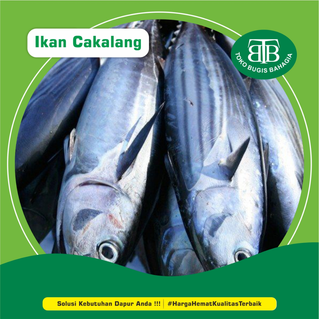 

Ikan Cakalang , Murah Makassar, Pasar Terong Makassar
