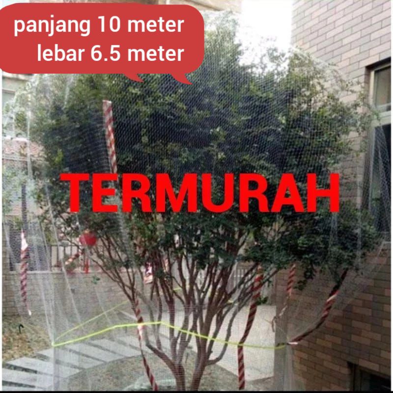 JARING BUAH KLENGKENG JARING PELINDUNG TANAMAN  JARING PENUTUP POHON KLENGKENG MELINDUNGI DARI HAMA 