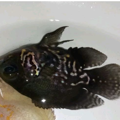 Oscar Blue Marking Rare Short Body Longfin Limited 5-7 Cm