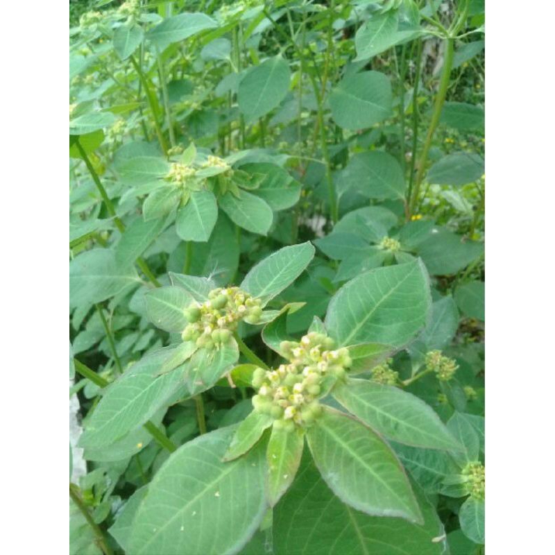 

daun Senna atau katemas segar 250gr