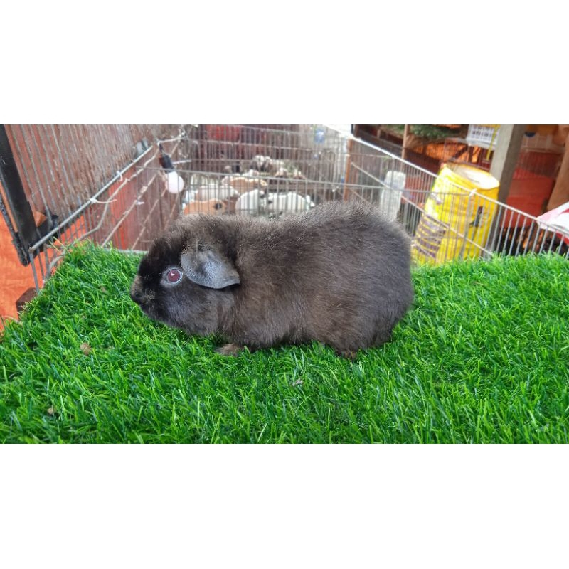 marmut hias /guinea pig teddy jantan