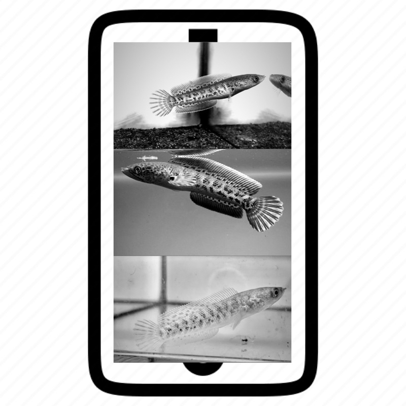 Stiker HP (cannaa Auranti CB 6-7cm)