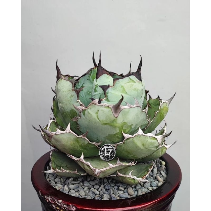 Agave Titanota Blue Ball, Agave Blue Ball, Agave Black & Blue, Tanaman Hias