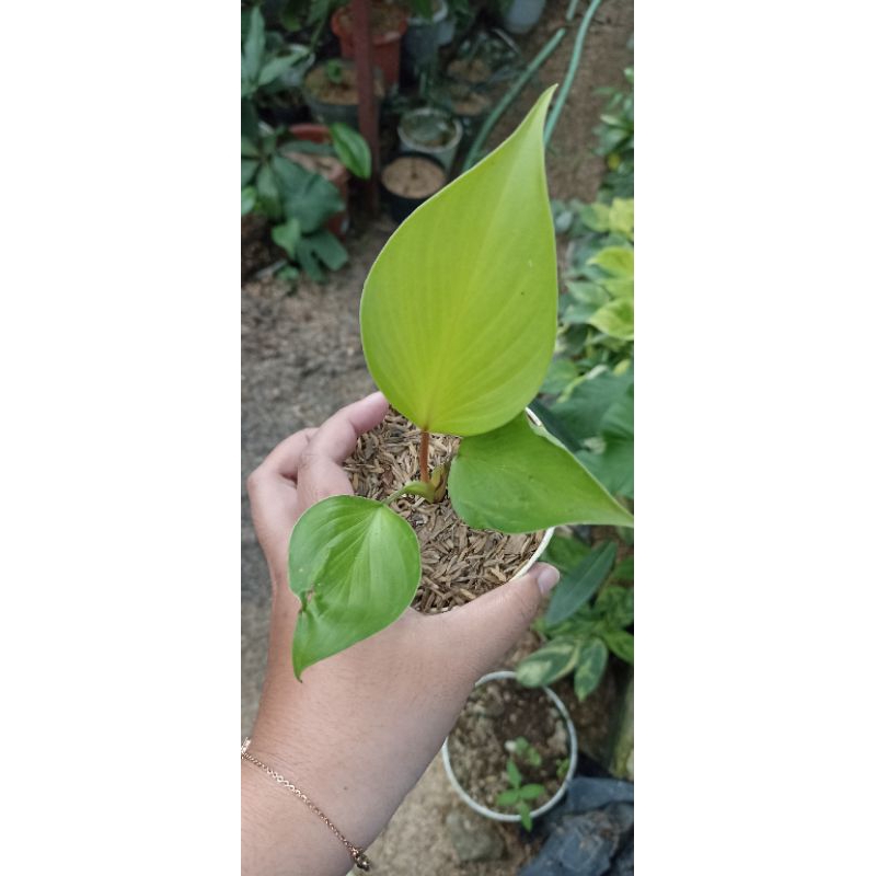 Homalomena Golden
