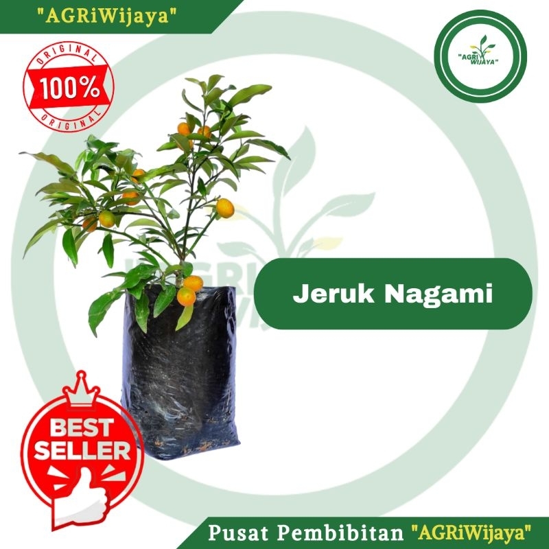 

Jeruk Nagami jeruk okulasi 100% original Jeruk