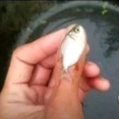 bibit ikan bawal size jempol